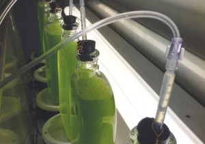 YALGAE HAS developed a unique technology to treat various pollutants in a green and sustainable manner.. (photo credit:Courtesy)