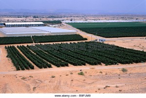 israel-south-district-negev-desert-kibboutz-in-hazeva-route-90-agriculture-b9pjm9